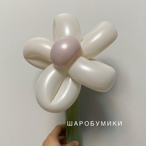 Цвета Ромашек