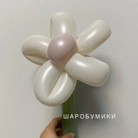 Цвета Ромашек